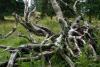 Shaggy branches in the forest - Shaggy branches