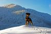 A proud but lonely dog on a hill in winter - Proud dog on the hill