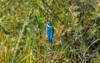 Kingfisher on a twig - Blue kingfisher on a twig with greenery as background