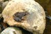 A frog sitting on a stone - Little frog