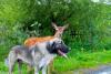 A fawn with a dog as its friend - A fawn with a dog