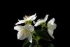 Jasmine - Jasmine flowers with black background