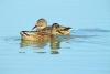 Two ducks in blue water - Ducks
