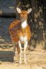 A fawn is observing the events outside its domain. - A fawn in the park