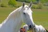 A white horse is staring into the camera. - Horse on the rest