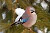 Eurasian Jay - Close-up of an Eurasian Jay (Garrulus glandarius) on a pine tree in winter