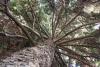 Portrait of a silver fir (Abies alba) from the bottom up - European silver fir