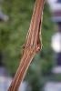 Closeup of a vine branch in a garden - Vine branch