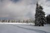 A winter field - A winter field surrounded by pine trees 