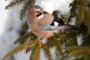 Eurasian Jay - Close-up of an Eurasian Jay (Garrulus glandarius) on a pine tree in winter