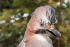 Close-up of an Eurasian Jay (Garrulus glandarius) on a pine tree - Eurasian Jay