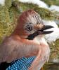 Close-up of an Eurasian Jay (Garrulus glandarius) on a pine tree in winter - Eurasian Jay