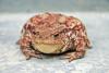 Ferruginous toad - Close-up of a big, ferruginous toad