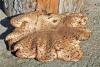 Close-up of a big brown tinder mushroom (Fomes fomentarius) - Tinder fungus