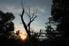 A bare, leafless tree standing in the sunset - Dead tree