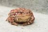 Close-up of a big, ferruginous toad - Ferruginous toad