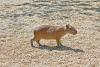 A lonely capybara (Hydrochoerus hydrochaeris) standing in the sun - Capybara