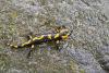 A salamander crawling on a stone - Fire salamander