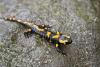 Closeup of a fire salamander on a wet stone - Fire salamander