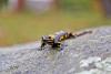 Closeup of a fire salamander on a stone - Fire salamander