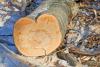 Low angle shot of a trunk in winter - Heart-shaped trunk