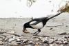 An Eurasian magpie eating fishes on the shore - Magpie