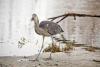 Closeup of a heron (Ardea cinerea) on the shore - Grey heron