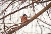 Common kingfisher - A common or Eurasian kingfisher (Alcedo atthis) sitting on a branch