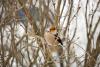 A hawfinch (Coccothraustes coccothraustes) sitting on a branch - Hawfinch