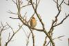 Hawfinch - A hawfinch (Coccothraustes coccothraustes) sitting on a tree