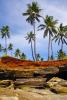 Trees on the Comorre Islands - Palmtrees