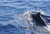 Dolphin swiming in the Adriatic sea - Dolphin in the blue sea