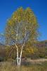 Two big birch trees grown together - Twin birch trees