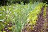 Part of a neatly arranged vegetable garden - Seed-plot