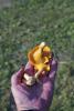 Some chanterelle or girolles (Cantharellus cibarius) in a palm - Golden chanterelles