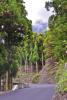 Asphalt road in the tropical forest - Asphalt road