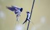 Two barn swallows (Hirundo rustica) at a power line - Barn swallow couple