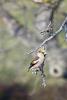 A hawfinch (Coccothraustes coccothraustes) sitting on a tree bough - Hawfinch