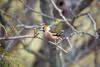 Female hawfinch - A hawfinch (Coccothraustes coccothraustes) sitting on a tree