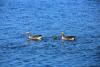 Mallards with a duckling - Two female mallards with a little duck