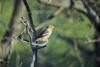 A hawfinch (Coccothraustes coccothraustes) sitting on a tree - Hawfinch