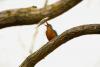 Got it! - A common kingfisher (Alcedo atthis) catching a fish