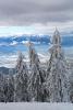 Three huge pines standing in the snow - White giants