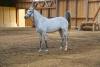 Proud horse - A white horse on the training ground