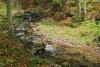 A small brook running in the forest - Little brook