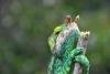 A green chameleon climbs up a twig - Chameleon