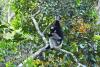 Indri indri lemur on Madagascar - Indri indri