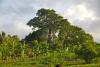 Huge baobab tree in the sunset - Baobab tree