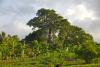 Huge baobab tree in the sunset - Baobab tree