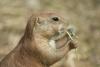 Telezoom shot of a prairie rodent - I am hungry